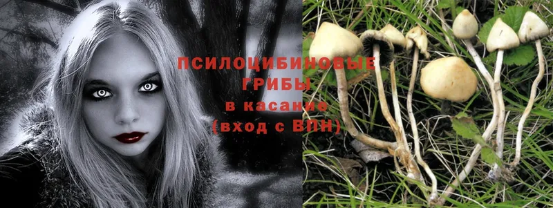 где продают   Большой Камень  Галлюциногенные грибы MAGIC MUSHROOMS 